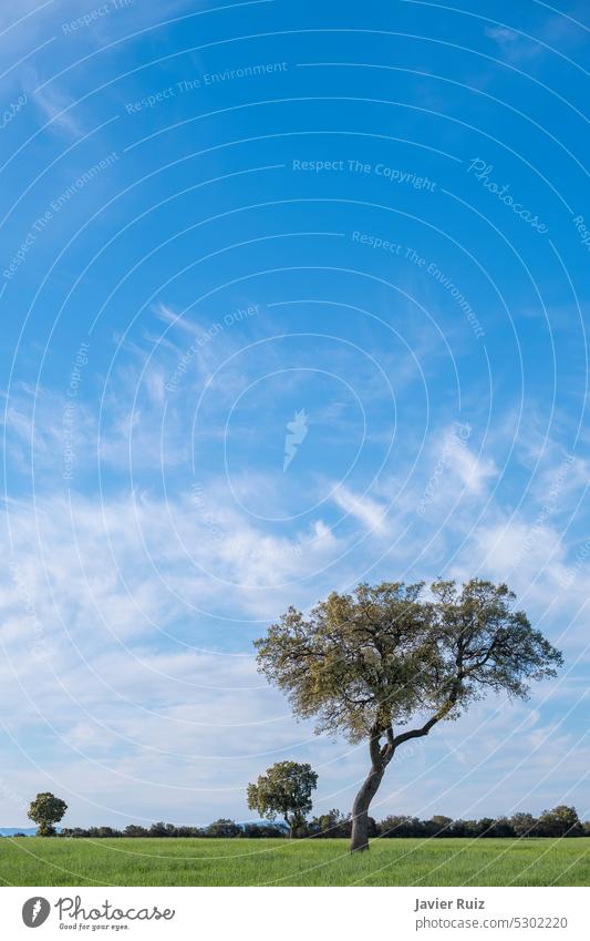 ein Baum mit einem verdrehten Stamm inmitten einer grünen Wiese, an einem Tag mit blauem Himmel und kleinen Wolken, Raum kopieren Blauer Himmel Textfreiraum
