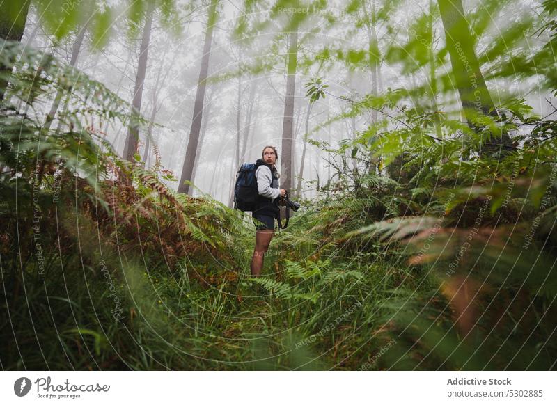 Reisefotografin im tropischen Wald stehend Frau Fotograf Fotoapparat Reisender Backpacker Nebel hoch nadelhaltig Baum jung Wachstum friedlich Flora Lifestyle