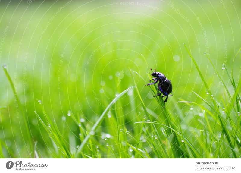 Sackgasse Tier Käfer Insekt Waldmistkäfer Mistkäfer 1 krabbeln laufen natürlich rund blau grün Lebensfreude Frühlingsgefühle Optimismus Neugier Leichtigkeit