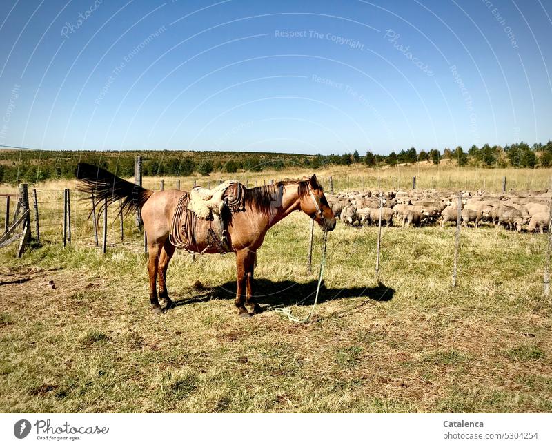 Geduldiges Pferd wehrt mit  dem Schweif lästige Fliegen ab, die Schafe im Pferch schauen zu Tiergruppe Wolle Herde Schafherde Tierhaltung Landwirtschaft Weide