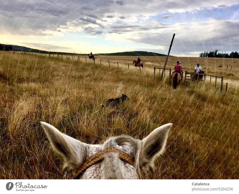 Reiter auf dem verlassen die Weide Hund Tierhaltung Tageslicht Horizont Landwirtschaft Pflanze Sommer Personen Gras Graslandschaft Prärie Pferd Nutztier