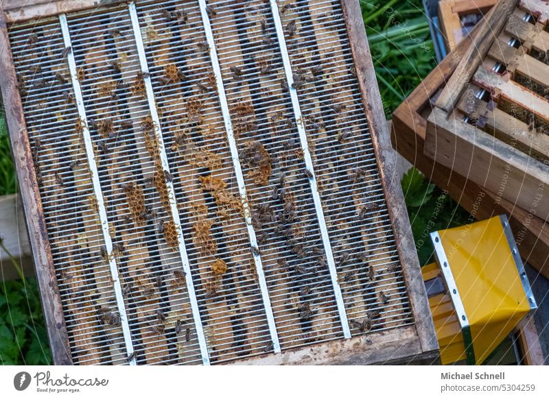 Blick in eine Bienenbeute Bienenstock bienenbeuten Honigbiene Insekt Imkerei Natur Bienenzucht Lebensmittel Kolonie natürlich Gesundheit Wabe Pollen Zarge