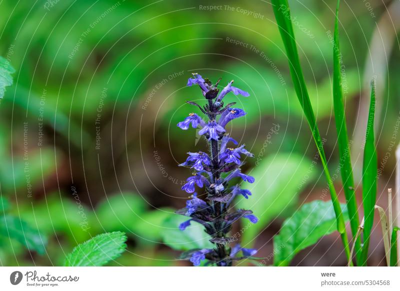 Nahaufnahme von kriechenden Hornblumen im Wald Ajuga reptans abschließen essbar Essbare Pflanze Essbare Wildpflanze Kraut Heilpflanzen Wildes Kraut blaues Horn
