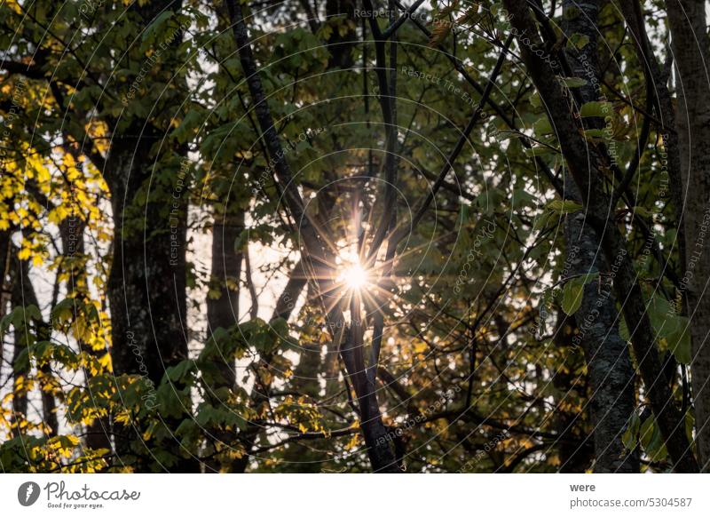 Die Strahlen der Morgensonne scheinen durch die Äste eines Laubwaldes in Siebenbrunn bei Augsburg Meringer Au Niederlassungen Textfreiraum laubabwerfend