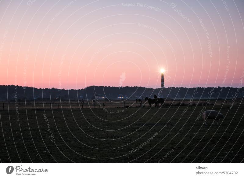 Blick zum Leuchtturm über die Pferdeweide Ameland Sandstrand Düne Gras Standgras Dämmerung Nordsee Küste Menschenleer Ferien Natur Dünengras Stern Abendrot