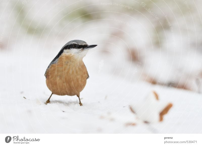 weihnachtlicher Kleiber Umwelt Natur Tier Winter Schnee Wildtier Vogel 1 niedlich braun weiß Weihnachten & Advent Zimtstern Farbfoto Außenaufnahme Experiment