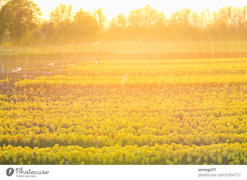 Goldenes Sonnenlicht übern Tulpenfeld Blume Frühling Tulpenblüte Blühend Farbfoto Frühlingsgefühle Abendsonne Abendstimmung Sonnenuntergang Goldene Stunde