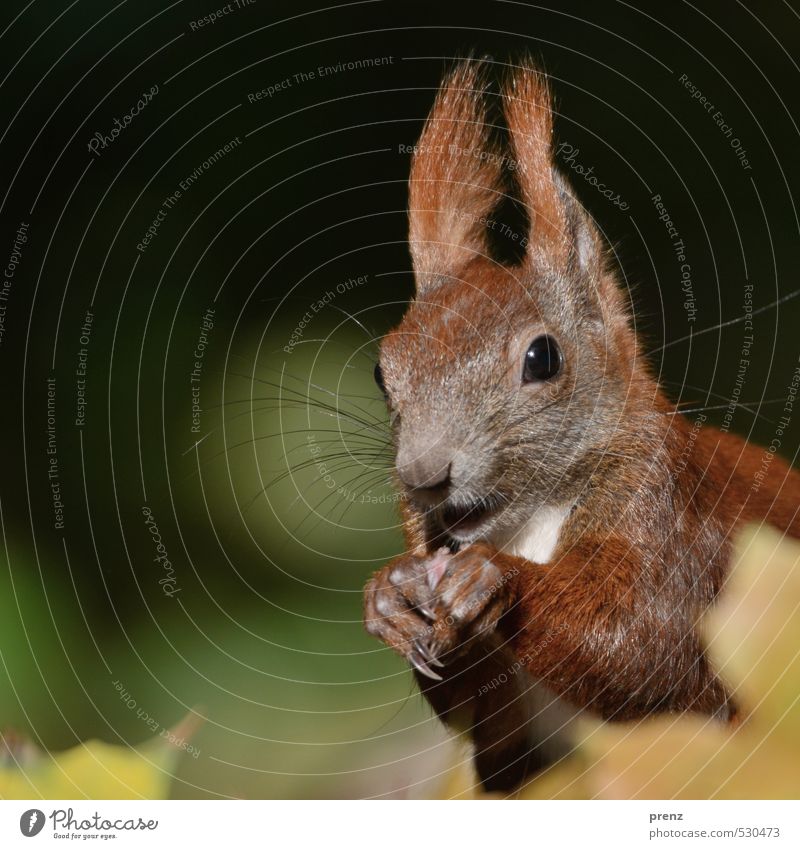 Portrait Umwelt Natur Tier Herbst Schönes Wetter braun grün Eichhörnchen Kopf Farbfoto Außenaufnahme Menschenleer Textfreiraum links Tag Schwache Tiefenschärfe