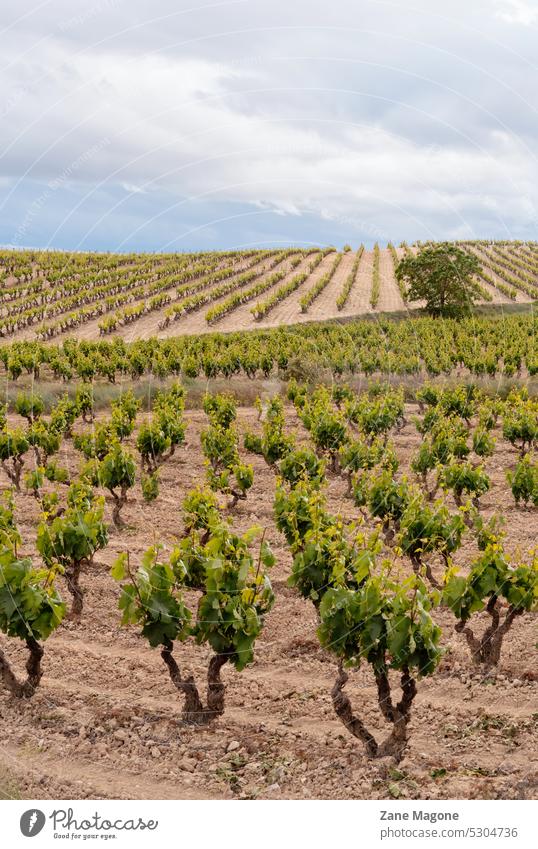 Weinberge im Frühsommer, Weinregion La Rioja, Spanien la rioja trocknen Dürre Reisen nach Spanien spanischer Wein Landschaft Ackerbau Trauben dürre in spanien