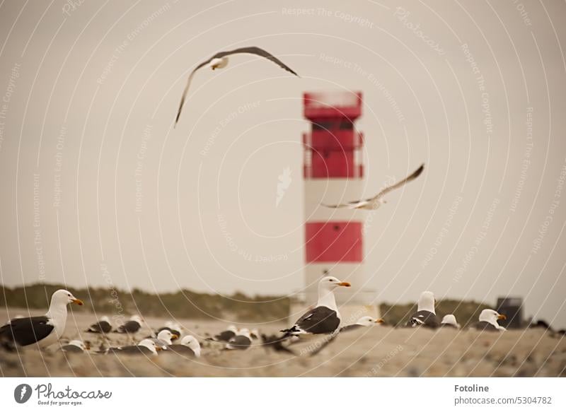 Welch ein Gewimmel am Leuchtturm auf der Düne von Helgoland. Der Strand ist voller Möwen und weitere Vögel befinden sich im Landeanflug. Insel Möwenvögel