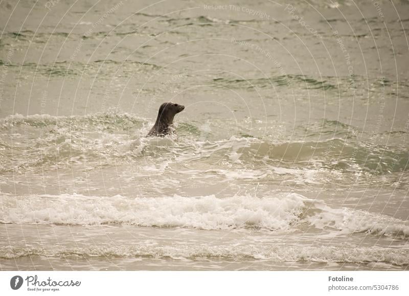 Eine Kegelrobbe schwimmt in der Nordsee vor Helgoland. Sie ist nur kurz aufgetaucht, schaut sich um und tauchte gleich wieder unter. Robben Tier Farbfoto