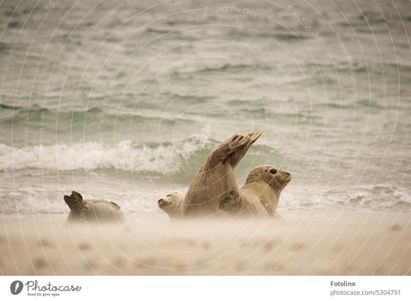 Eine Gruppe Robben liegt am Strand auf der Düne von Helgoland. Es ist windig, der Sand peitscht über den Strand. Die Nordsee ist rau und wellig. Die Robben lassen sich davon aber nicht stören.