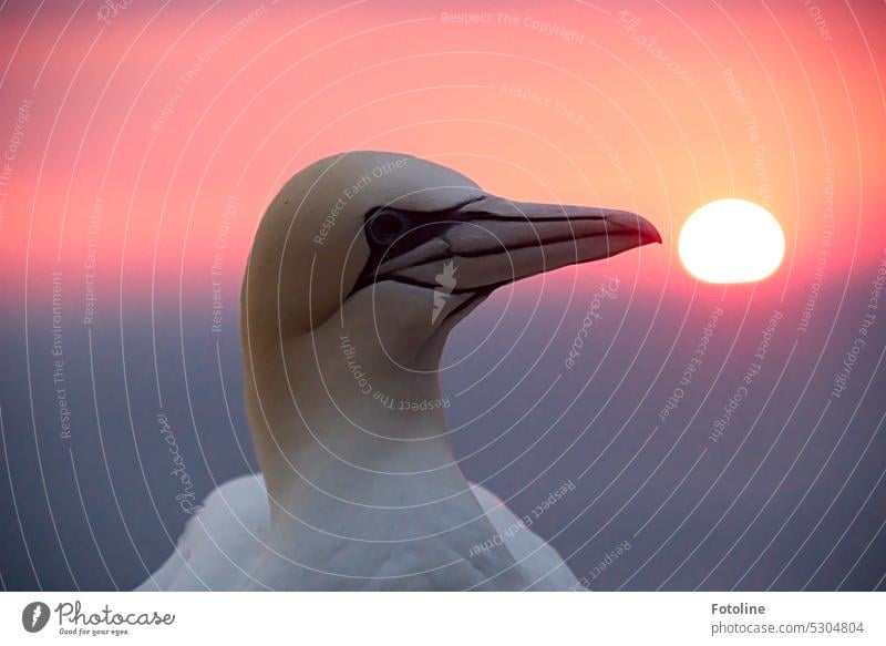 Porträt eines Basstölpels im Sonnenuntergang auf Helgoland. Vogel Farbfoto Außenaufnahme Tier Wildtier Nordsee Meer Küste weiß Wasser Freiheit Insel Felsen frei