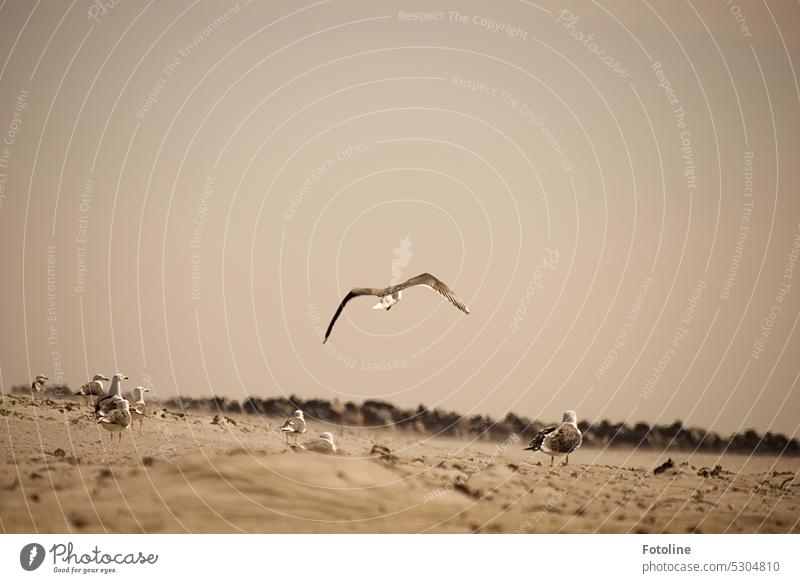 Eine Möwe fliegt über den Strand von Helgolands Düne unter genauer Beobachtung der Anderen. Später werden Haltungsnoten verteilt. Möwenvögel Vogel Tier