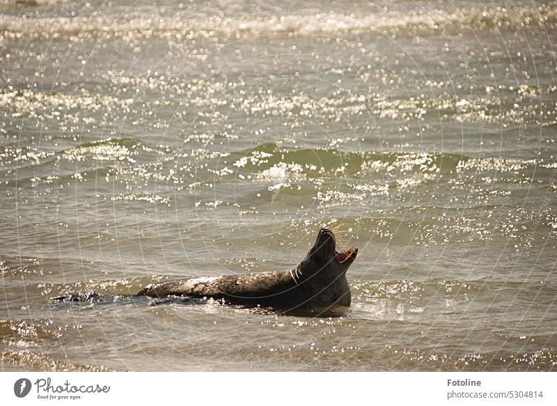 Genüsslich planscht eine Kegelrobbe in der Nordsee auf der Düne von Helgoland. Die Wellen spielen um sie herum. Weit reißt sie das Maul auf und gibt ein langgezogenes Brüllen von sich. Das Meer glitzert, ich würde der Robbe sehr gern Gesellschaft leisten.