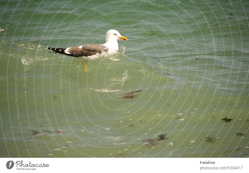 Entspannt schwimmt eine Möwe auf dem grünen Wasser der Nordsee vor Helgoland. Wie ein Korken wird sie von Welle zu Welle getragen. Vogel Meer Küste Tier