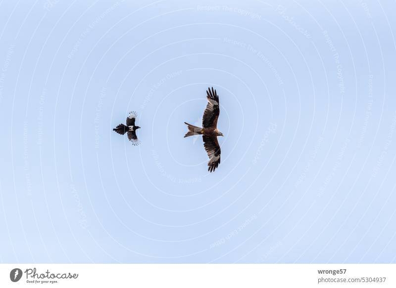 Froschperspektive | Froschtraum Thementag Vögel Vögel fliegen Greifvogel Milan Elster abwehrend Abwehr vertreiben Himmel hoch am Himmel Roter Milan