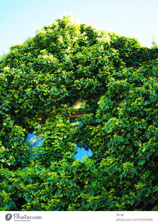 Das grüne Haus - leestehendes von Efeu überwuchertes Wohnhaus mit zugewachsenen Fenstern grünes Haus leerstehend berankt überwachsen Ranke ranken efeu