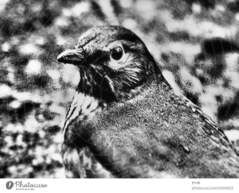 Drosselweibchen schaut mich an - grastertes Moochromebild Singdrossel Vogel Turdus philomelos Vogelart Singvogel Nahaufname Nahaufnahme schwarzweiß Monochrom