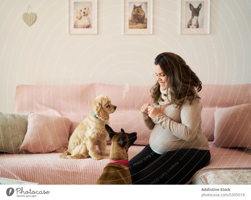 Glückliche schwangere Frau mit Hunden im Wohnzimmer Lächeln Mutter Haustier Besitzer heimwärts gehorsam Liebe heimisch Tier Bauch Eckzahn Begleiter Liege