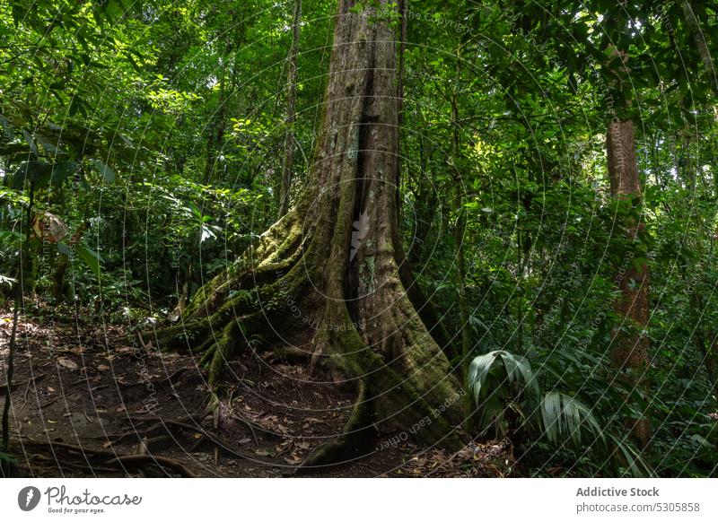 Baumstamm im verregneten Wald Dschungel Kofferraum Natur Pflanze Flora Umwelt Wachstum wachsen grün Costa Rica wild hoch malerisch tropisch Wälder exotisch