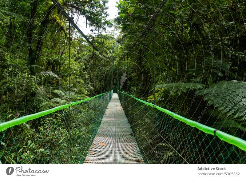 Hängebrücke im grünen Wald Brücke Suspension Natur Baum Wälder Umwelt leer Waldgebiet Landschaft Pflanze malerisch ruhig Costa Rica Konstruktion Wachstum Steg