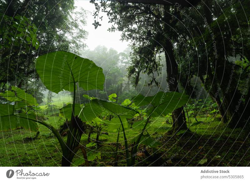 Tropische Bäume in bewölktem Wald Natur Regen Baum Laubwerk Buchse Landschaft üppig (Wuchs) wolkig malerisch Umwelt vegetieren Wälder Costa Rica grün Wetter