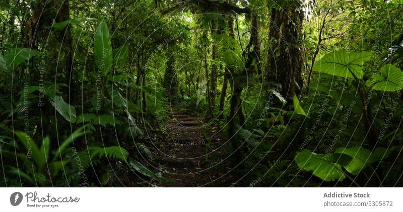 Schmaler Pfad im tropischen Wald Weg exotisch grün Pflanze Natur eng Dschungel Baum Flora Laubwerk Umwelt Costa Rica Regenwald Wachstum wild Botanik