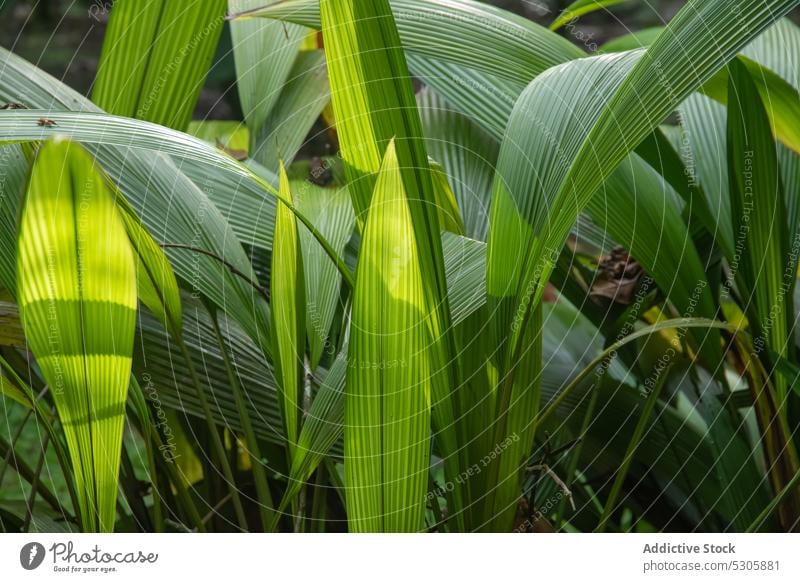 Exotische Pflanze mit grünen Blättern im Dschungel Blatt tropisch Flora exotisch Natur Wald Umwelt Laubwerk Wachstum Costa Rica Botanik frisch hell Baum