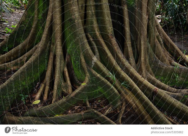 Baumwurzeln mit Moos in bewölktem Wald Wurzel Natur Pflanze wolkig Kofferraum alt Wachstum Umwelt ruhig vegetieren malerisch Wälder Costa Rica Holz Flora