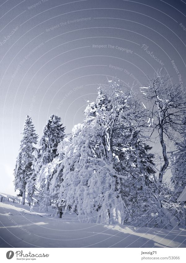 Unberührt. Winter Baum kalt weiß Thüringer Wald Thüringen Monochrom inselsberg Frost