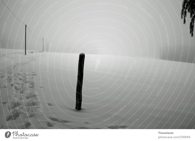 Orientierung im Schnee. Umwelt Natur Landschaft Himmel Winter schlechtes Wetter Nebel Baum Wiese Wald Wege & Pfade beobachten ästhetisch dunkel grau schwarz