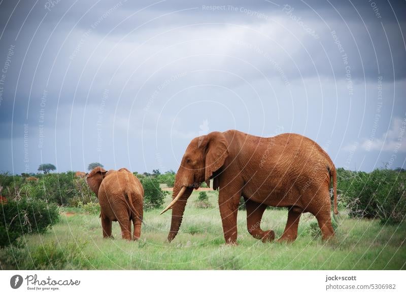 Gegenüberstellung | von kleinen und großen Elefanten Afrika Wildtier Safari Natur Tier Savanne Himmel Gras exotisch Sträucher Kenia authentisch Zusammensein