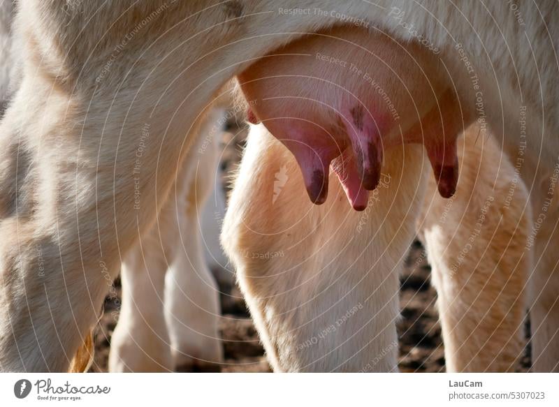 Die Milch macht’s Euter Kuh Zitzen säugen Säugetier Landwirtschaft Bauernhof melken Molkerei Rind ländlich Agrarwirtschaft Agrarprodukt Tier Nahrung Ernährung