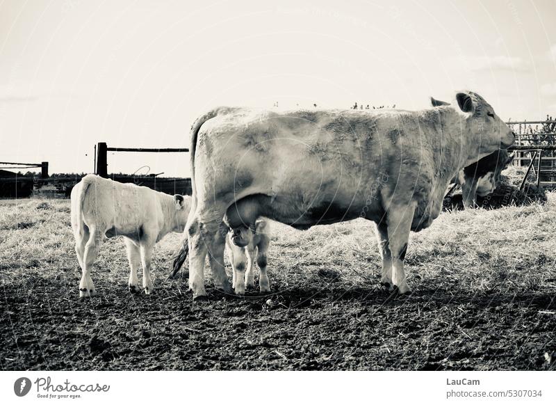 Tankstelle - eine Kuh mit zwei Kälbern Kalb Euter trinken Landwirtschaft Rind Milch Bauernhof Nutztier Viehzucht Milchkuh Biologische Landwirtschaft