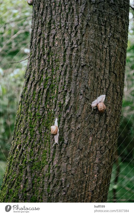 zwei Weinbergschnecken erkunden eine Eiche im Wald
