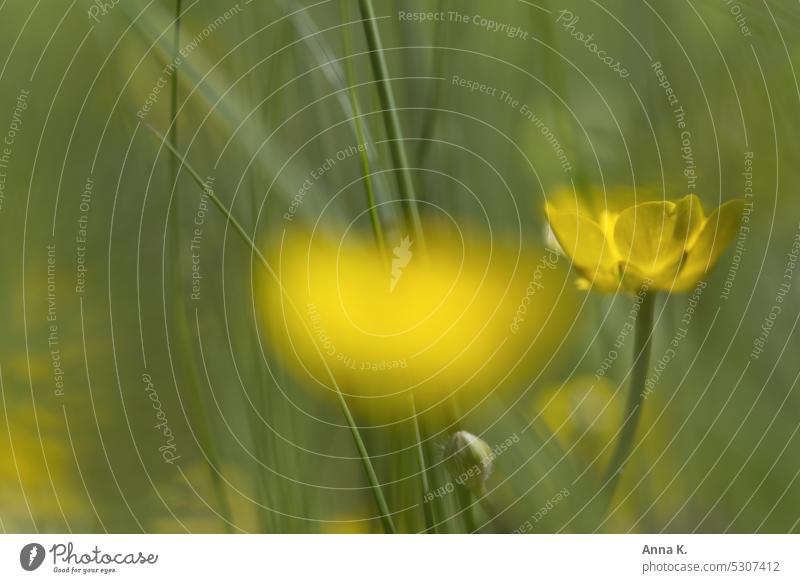 Gelb leuchtet ein malerisches Butterblümchen auf der Wiese Butterblumen butterblume butterblumenwiese Hahnenfußgewächse Ranunculus Blümchen Blüte gelb