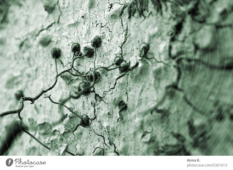 Verankerung- Haftwurzeln von Efeu auf rissigem Mauerwerk Hedera-Helix hartnäckig Kletterpflanzen Nahaufnahme Wachstum bewachsen Wand Oberfläche Muster