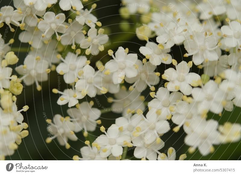 Es duftet nach Holunderblüten Sambucus nigra Hollerbusch weiß weiße Blütenblätter duftende Blüten blühen Blütezeit Frühling natürlich verträumt zart Nahaufnahme