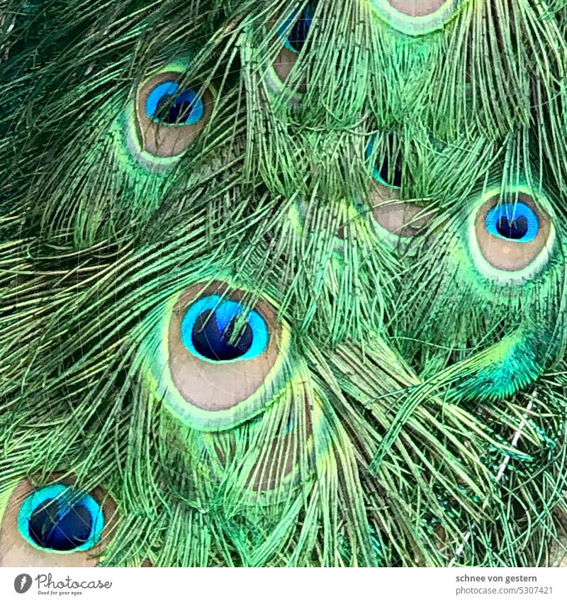 Farbe zum Wochenende Pfau Vogel Tier Farbfoto blau Außenaufnahme Pfauenfeder schön Feder Menschenleer Stolz Flügel Tierporträt ästhetisch Brunft grün elegant