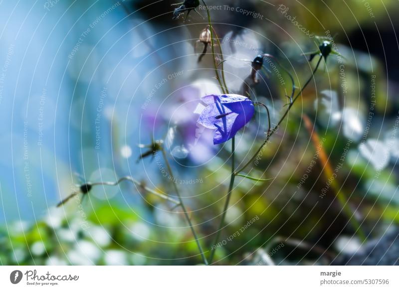 Glockenblume an einem Gartenteich Blume Blühend Blüte Nahaufnahme Pflanze Unschärfe Teich Teichufer lens Sommer Makroaufnahme Natur Sonnenlicht Lichterscheinung
