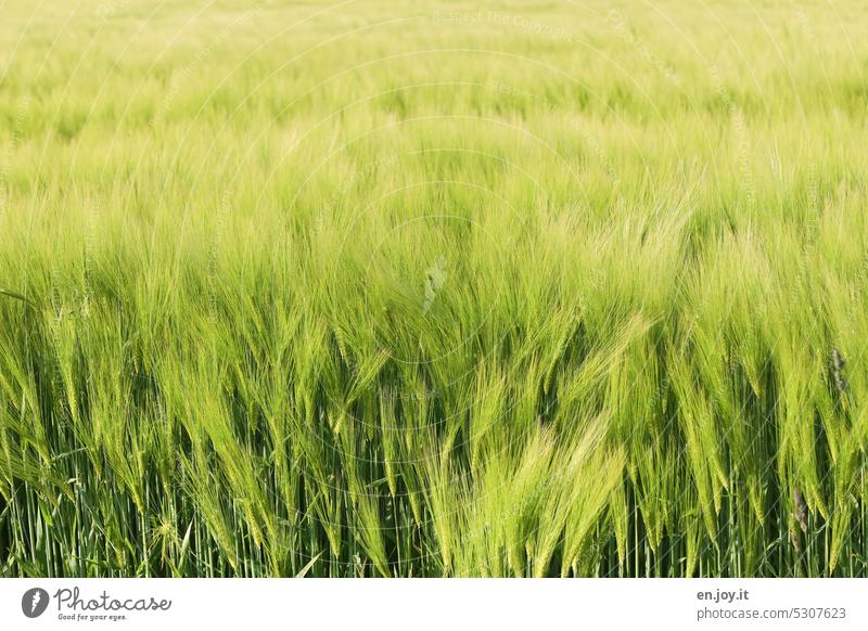 Gerstenfeld Getreide grün verschwommen Unschärfe Bewegungsunschärfe Ackerbau Landwirtschaft Getreidefeld Kornfeld Nutzpflanze Ähren Wachstum Lebensmittel