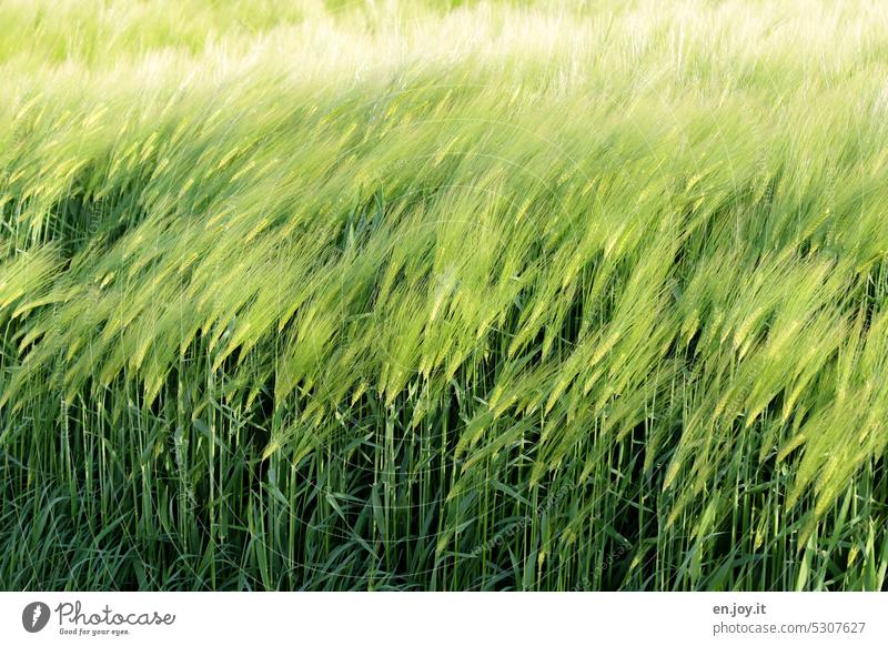 Wind im Gerstenfeld Getreide grün verschwommen Unschärfe Bewegungsunschärfe Ackerbau Landwirtschaft Getreidefeld Kornfeld Nutzpflanze Ähren Wachstum