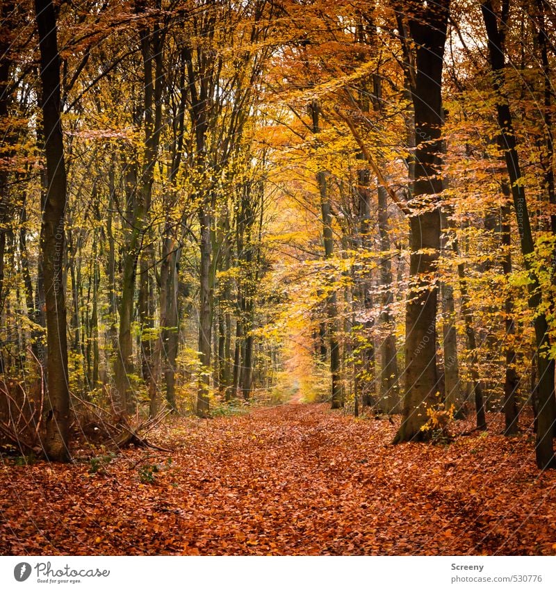 Autumn path Natur Landschaft Pflanze Erde Herbst Baum Wald Wege & Pfade Stimmung Vorsicht Gelassenheit ruhig Farbe Farbfoto Außenaufnahme Menschenleer Tag