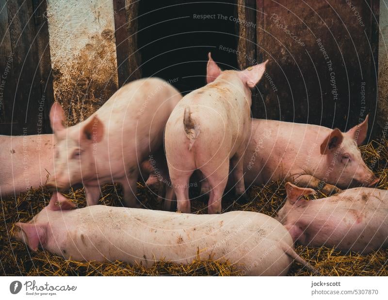 ein Schwein unter Schweinen im Schweinestall Tier Hausschwein Nutztier Scheune Viehzucht Saustall Schweinerei Bauernhof Streu Tiereinstreu Tierporträt Säugetier
