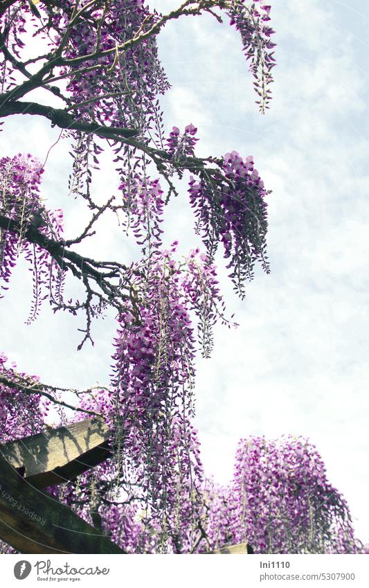 MainFux |Blauregen Pflanze Kletterpflanze Zweige Wisteria Glyzinie Sorten Blüten violett traubiger Blütenstand hängende Blüten Schmetterlingsblütler