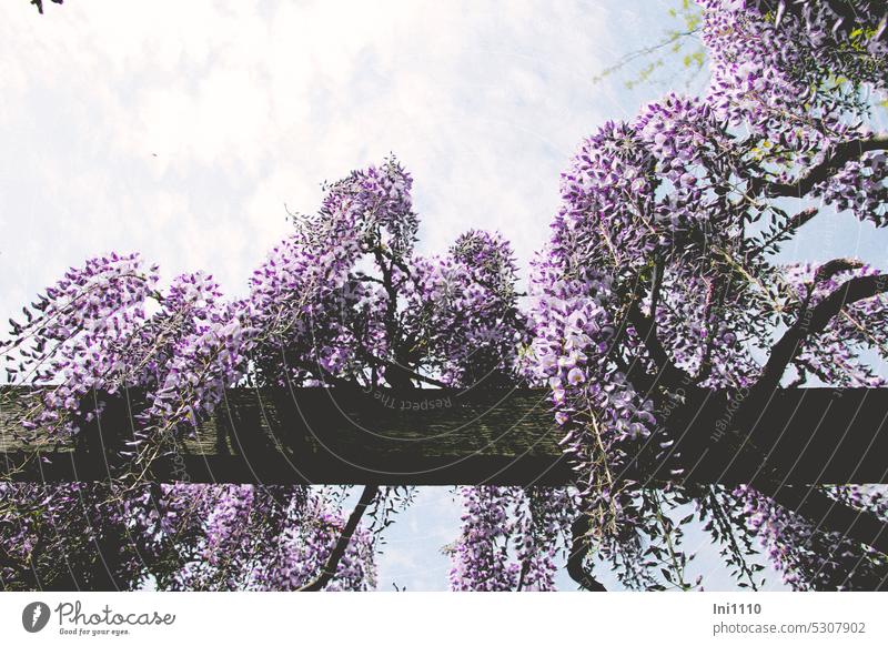 MainFux-UT |Blauregen mit Pergola Pflanze Kletterpflanze Wisteria Glyzinie Sorten Blüten Violett traubiger Blütenstand hängende Blüten Schmetterlingsblütler