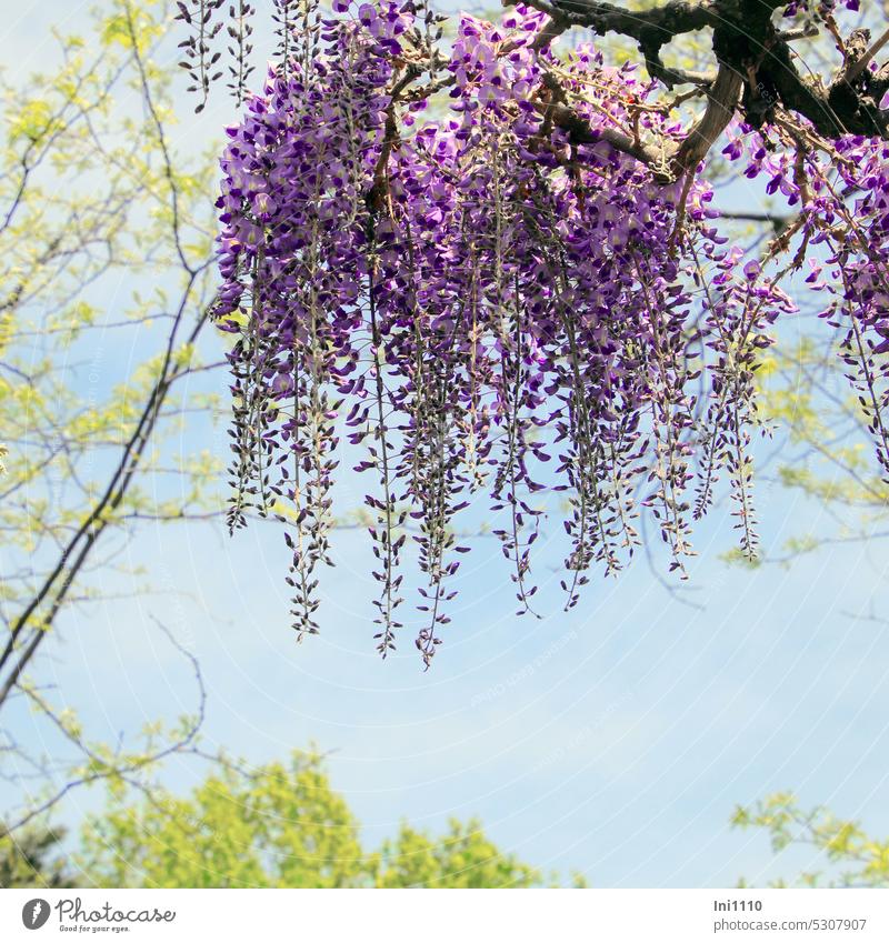 MainFux-UT |Blauregen Pflanze Kletterpflanze Wisteria Glyzinie Sorten Blüten violett traubiger Blütenstand hängende Blüten Schmetterlingsblütler Hülsenfrucht
