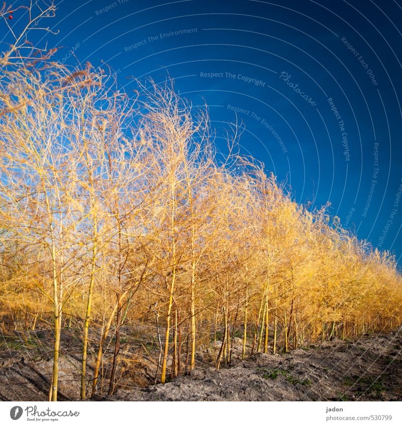 kraut ohne rüben. Landwirtschaft Forstwirtschaft Umwelt Natur Pflanze Erde Sand Himmel Wolkenloser Himmel Herbst Sträucher Nutzpflanze Feld leuchten blau