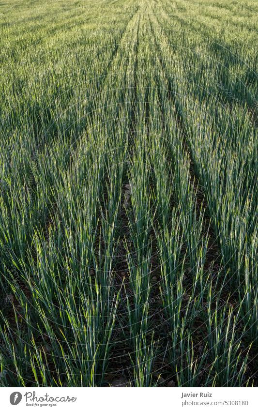 Textur von Weizenpflanzen in der Wachstumsphase, Getreidefelder, vertikal Müsli Bereiche grün Feldfrüchte Mitte Hintergrund Linie Frühling ländlich Natur
